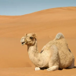 Trek 6 Days to Desert with Camels