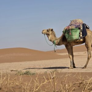 3 Days Desert Trip by Camels